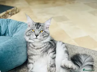 Maine Coon cats Full pedigree Maine Coon Kittens - Advert 2