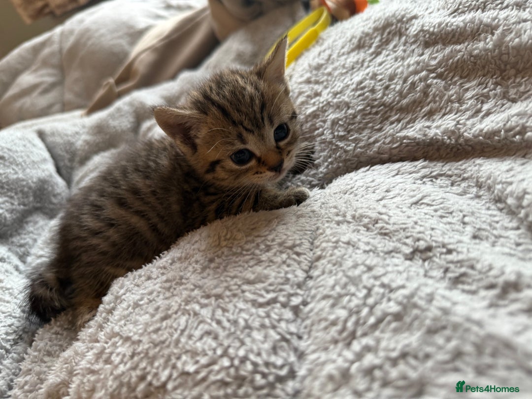 Maine Coon cats for sale: 4 gorgeous girl cats  - Image 13