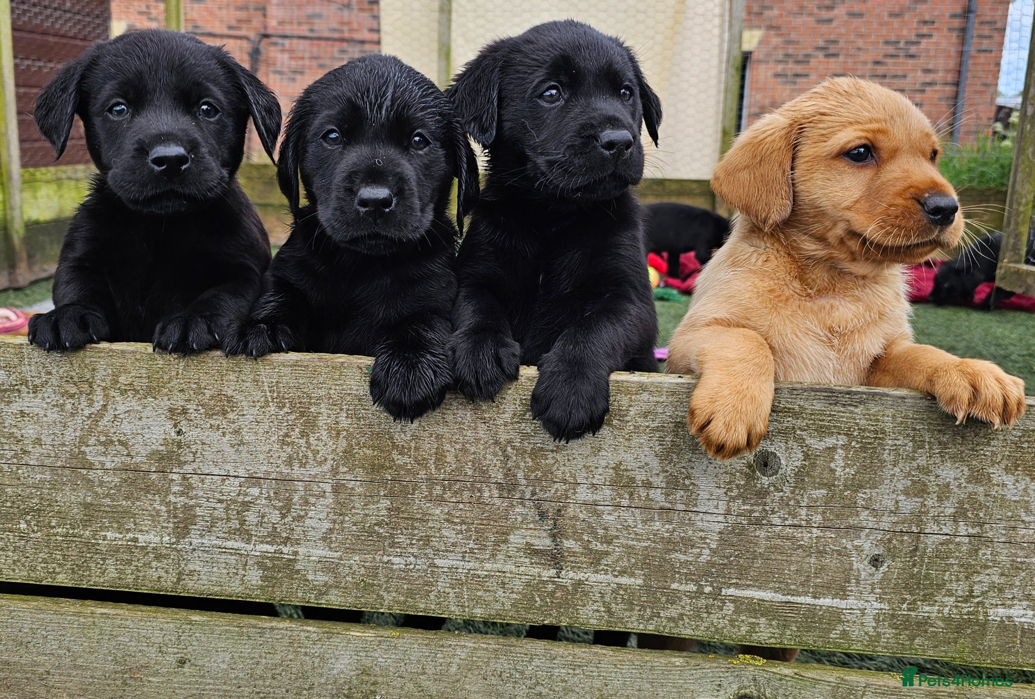 Labrador Retriever dogs Outstanding Labrador GUNDOG labrador puppies  - Advert 2