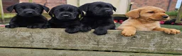 Labrador Retriever dogs for sale: Outstanding Labrador GUNDOG labrador puppies  - Advert 5
