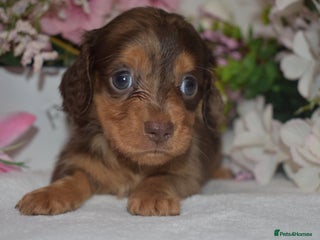 Miniature Dachshund dogs KC Long Coat Miniature Dachshund Puppies - Advert 13