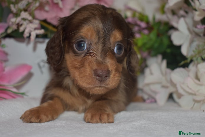 Miniature Dachshund dogs KC Long Coat Miniature Dachshund Puppies - Advert 3