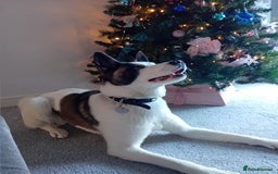 Huskita dogs for sale: Huski cross akita 2 and half years old female  - Image 11