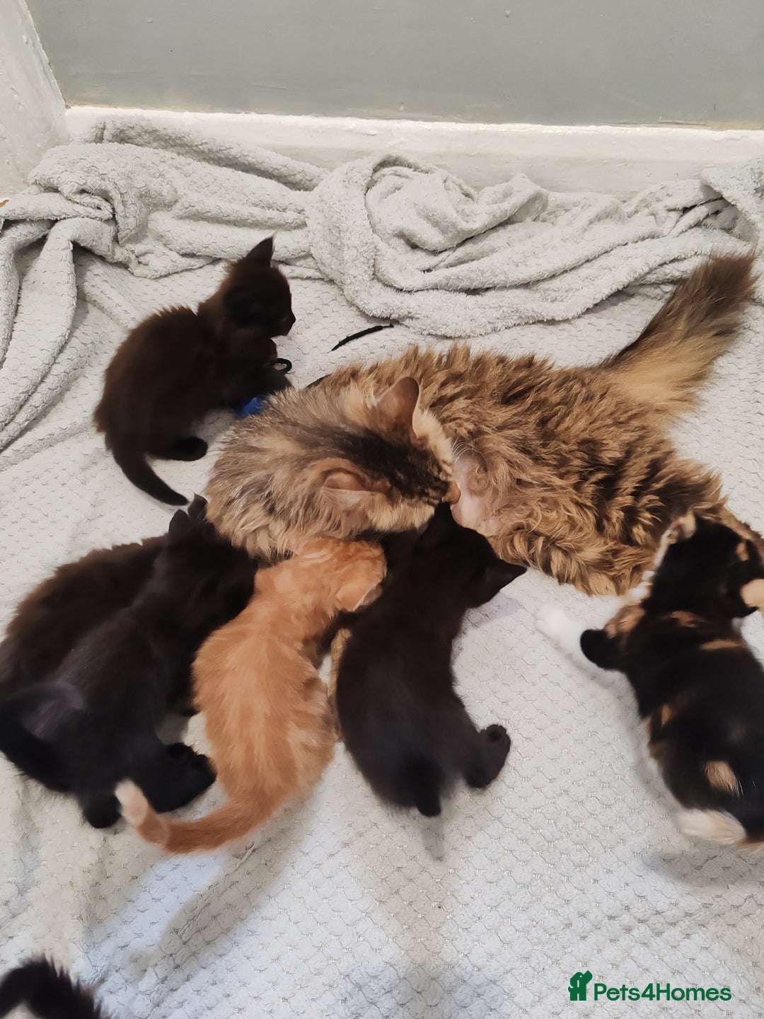 Mixed Breed cats for sale: Beautiful kittens - Image 13
