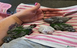 Conures birds for sale: Handreared conures - Image 21