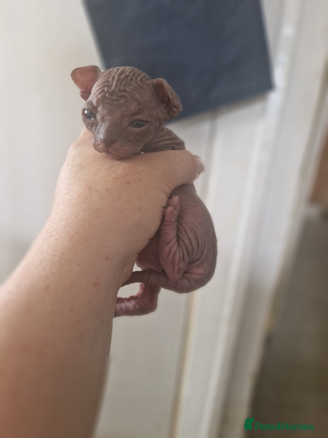 Sphynx cats for sale: 5 beautiful babies looking for forever families  - Image 5