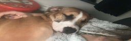 Mixed Breed dogs for sale: Mila  - Advert 7