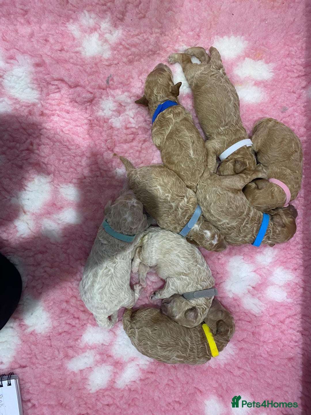 Labradoodle dogs for sale: Multi- Generation Toy/Mini parti Labradoodles   - Advert 4