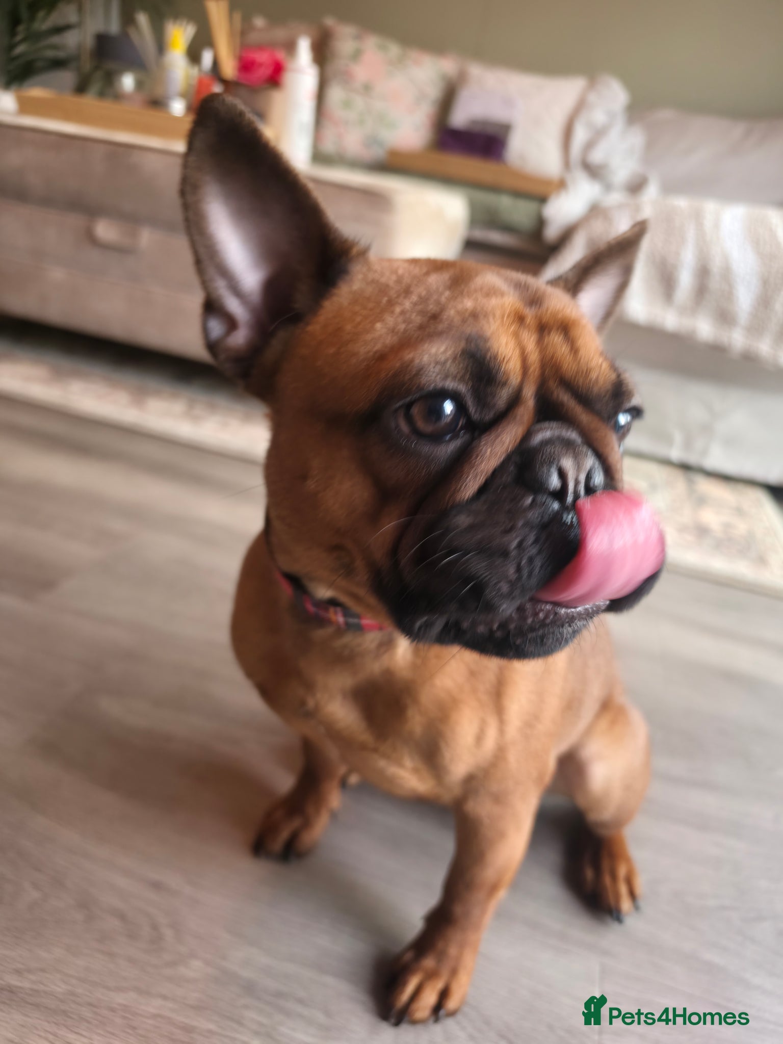 French Bulldog dogs Rosie - Advert 3