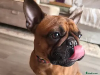 French Bulldog dogs Rosie - Advert 3