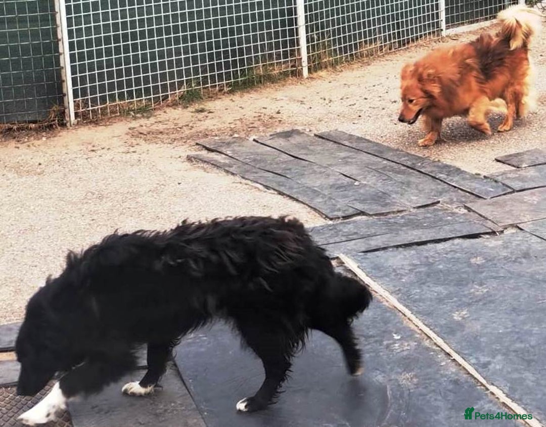 Mixed Breed dogs for adoption: MONTY & DAISY an example of Resilience &Friendship - Image 15