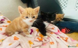 Mixed Breed cats for sale: Adorable kittens for sale - Image 2