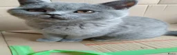 British Shorthair cats for sale: Blue British shorthairs kittens with GCCFpedigree - Advert 8