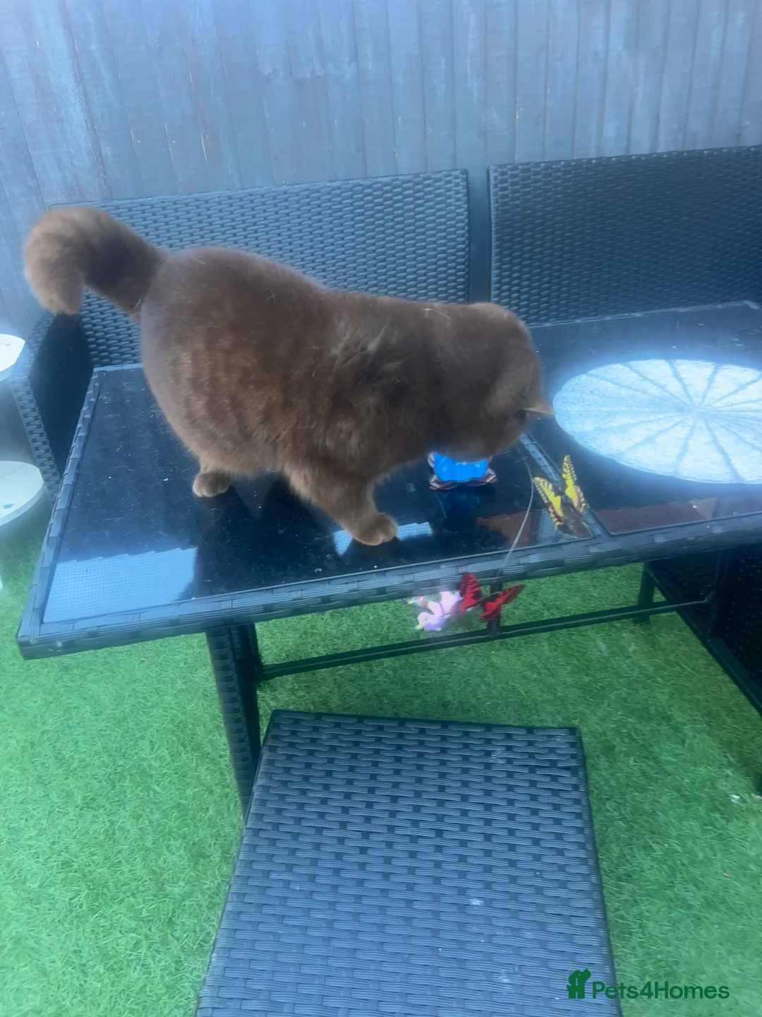 British Shorthair cats for sale:  Chocolate British Shorthair Made- GCCF Active - Advert 6