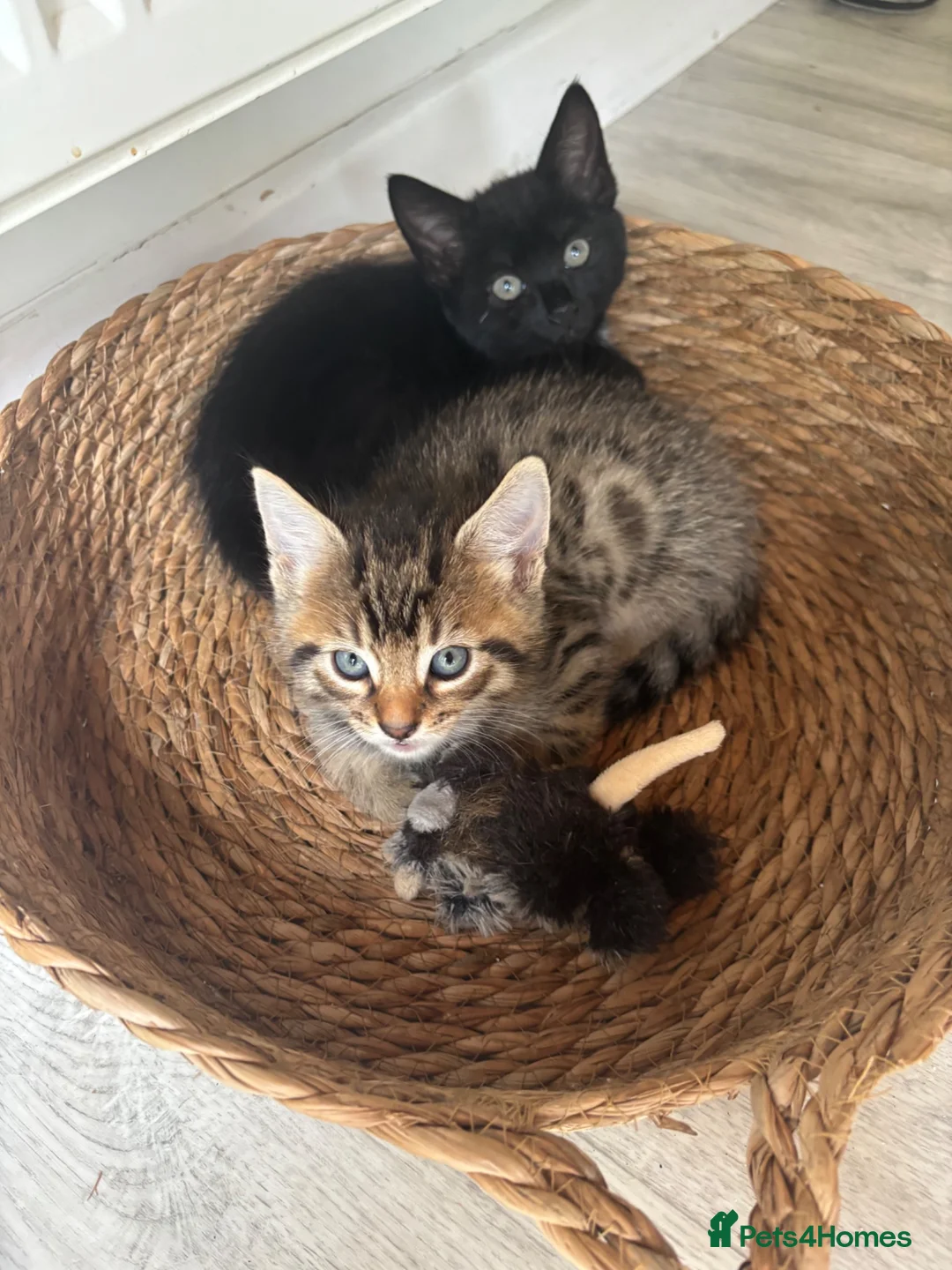 Mixed Breed cats for sale: Ready now only 2 left bengal cross  - Advert 10