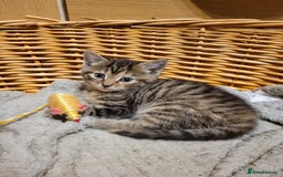 British Shorthair cats for sale: Very cute female kitten  - Image 1