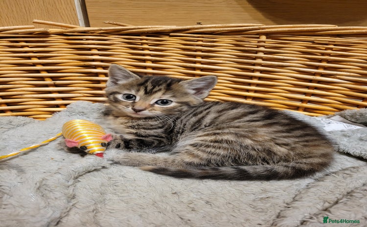 British Shorthair cats - Advert 1