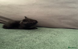 Abyssinian cats for sale: Abyssinian/ ragdoll kittens  - Image 7