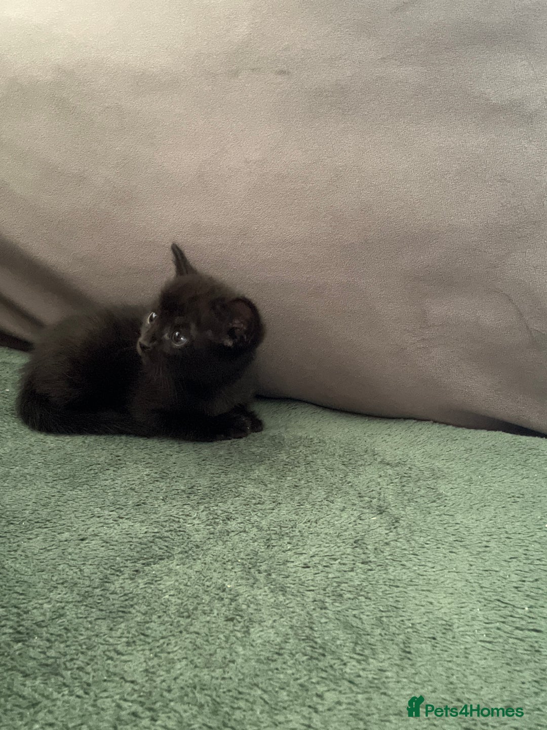 Abyssinian cats for sale: Abyssinian/ ragdoll kittens  - Image 7