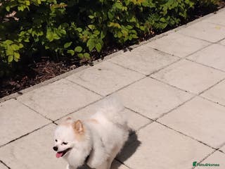 Pomeranian dogs Snoopy - Advert 1