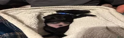 Labrador Retriever dogs for sale: 6 Black Boys and 1 Chocolate boy  in Chippenham - Advert 2
