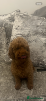 Cavapoo dogs - Advert 1