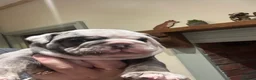 Dorset Olde Tyme Bulldogge dogs for sale: Beautiful true to the breed amazing quality🦍 in Treorchy - Advert 11