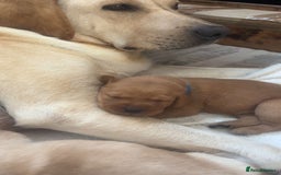 Labrador Retriever dogs for sale: Fox Red / yellow Labrador puppies for sale - Image 32