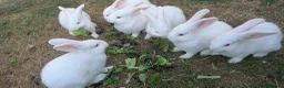 New Zealand rabbits for sale: New Zealand white kits for sale  - Advert 3