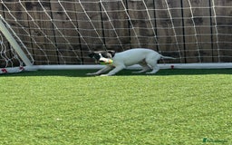 Whippet dogs for sale: One girl left ready to leave  - Image 8