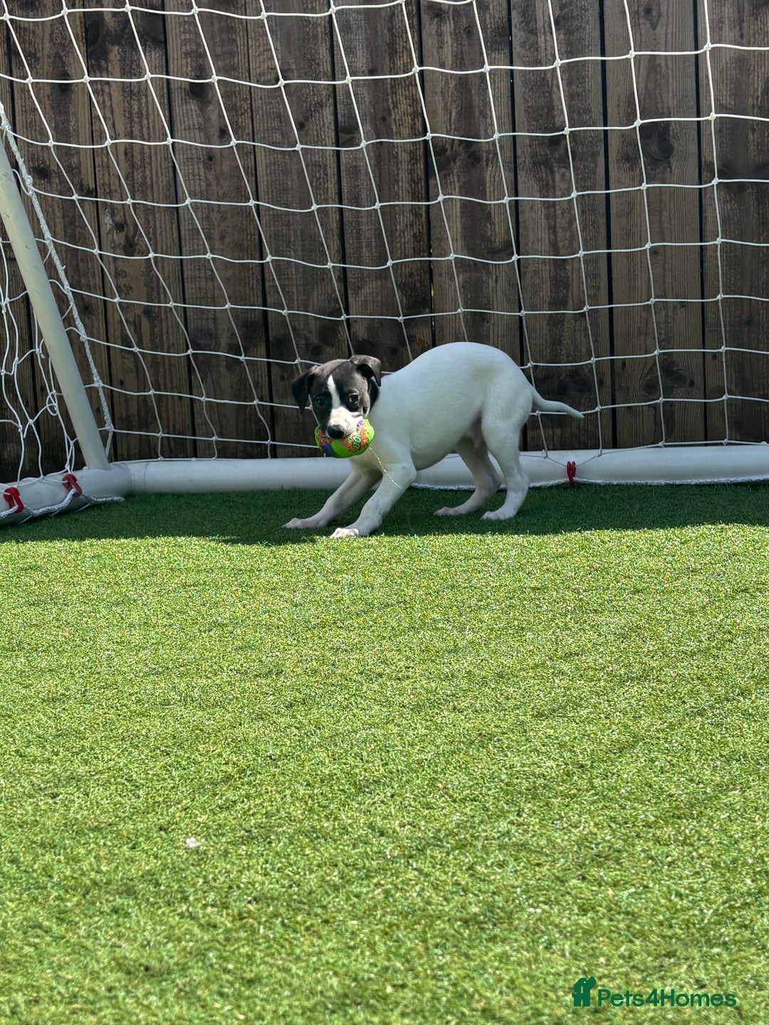 Whippet dogs for sale: One girl left ready to leave  - Image 8