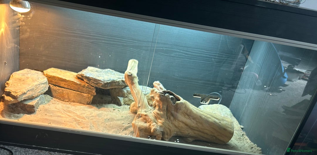 Bearded Dragon reptiles for sale: Orange hypo blue bar female dragon with set up - Image 4