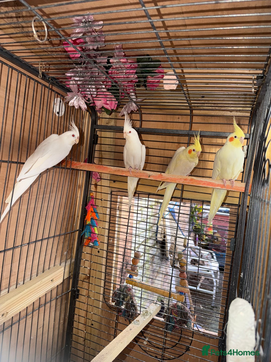 Cockatiels birds for sale: Pair cockatiel - Advert 14