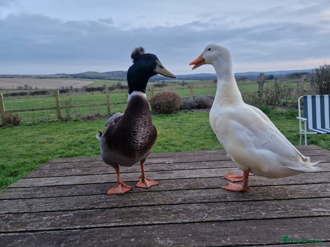 Ducks poultry for sale: Runner Duck x Khaki Campbell - Image 5