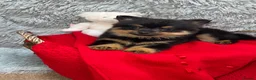 Pomeranian dogs for sale: Only two beautiful Pomeranian babies left - Advert 4