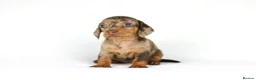 Miniature Dachshund dogs for sale: Miniature dachshund beautiful litter - Advert 29