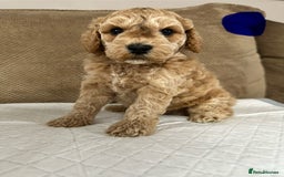 Cockapoo dogs for sale: Outstanding Cockapoos Puppies. 4 boys💙 2 girls 💗 - Image 20