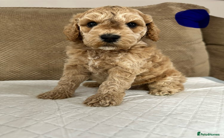 Cockapoo dogs - Advert 13