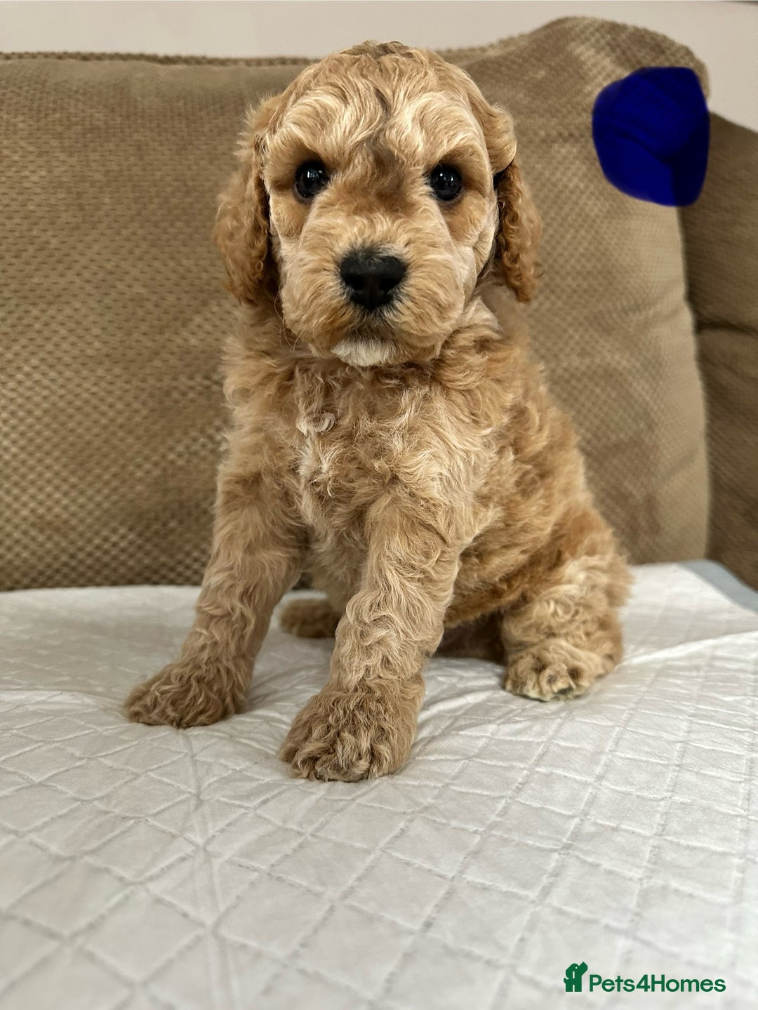 Cockapoo dogs for sale: Outstanding Cockapoos Puppies. 4 boys💙 2 girls 💗 - Image 20