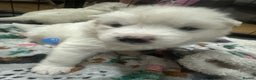 Samoyed dogs for sale: Adorable Samoyed Puppies for Sale!  - Advert 13