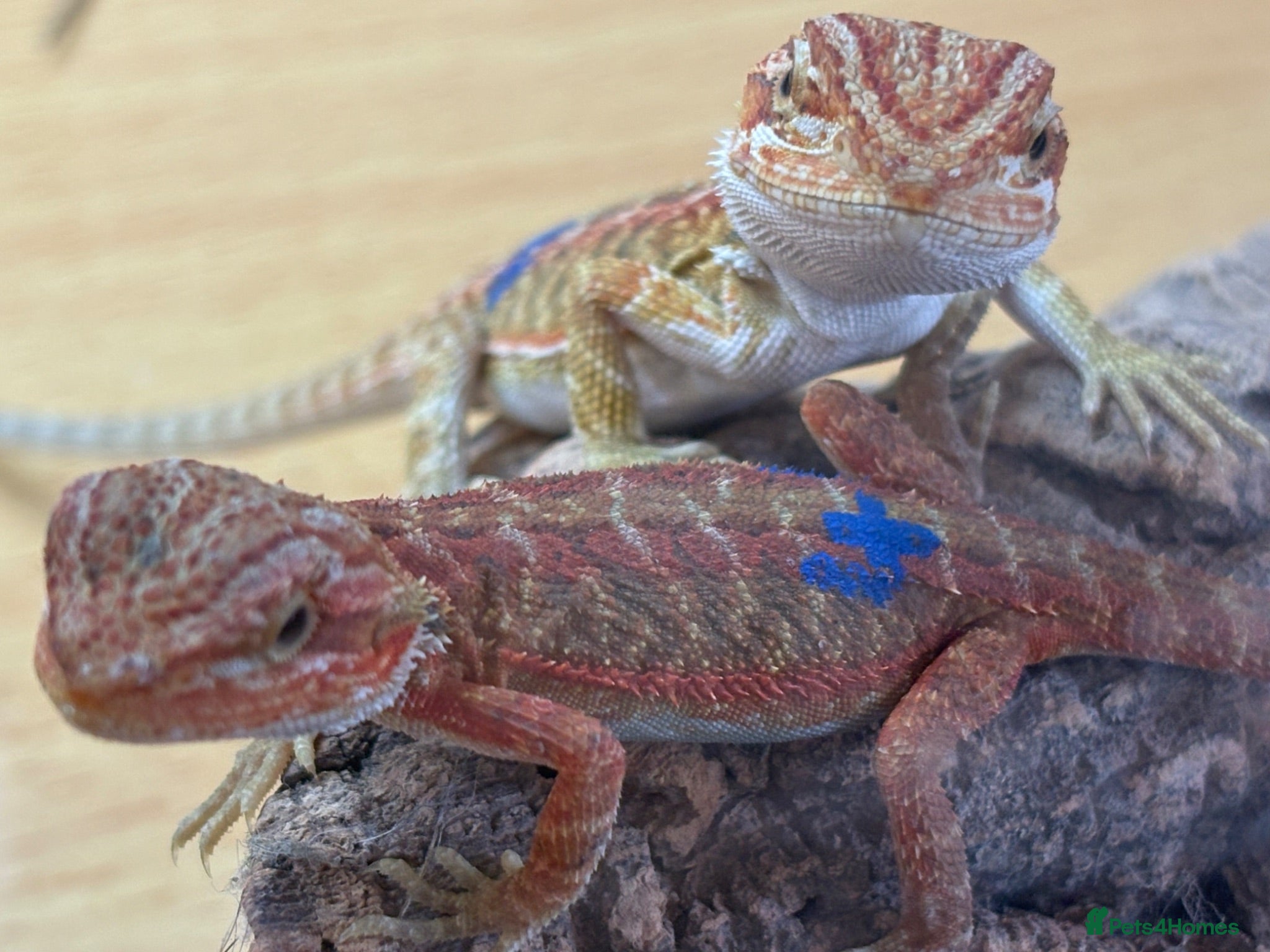 Bearded Dragon reptiles Stunning baby bearded dragons - Advert 11