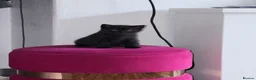 British Shorthair cats for sale: Beautiful black british short hair kittens - Advert 8