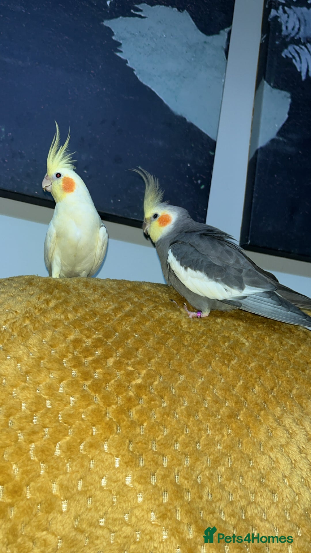 Cockatiels birds for sale: Breeding pair of birds  - Advert 9