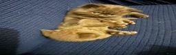British Shorthair cats for sale: British shorthair cinnamon brown Kittens  - Advert 6