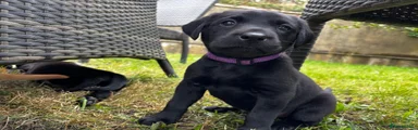 Labrador Retriever 6