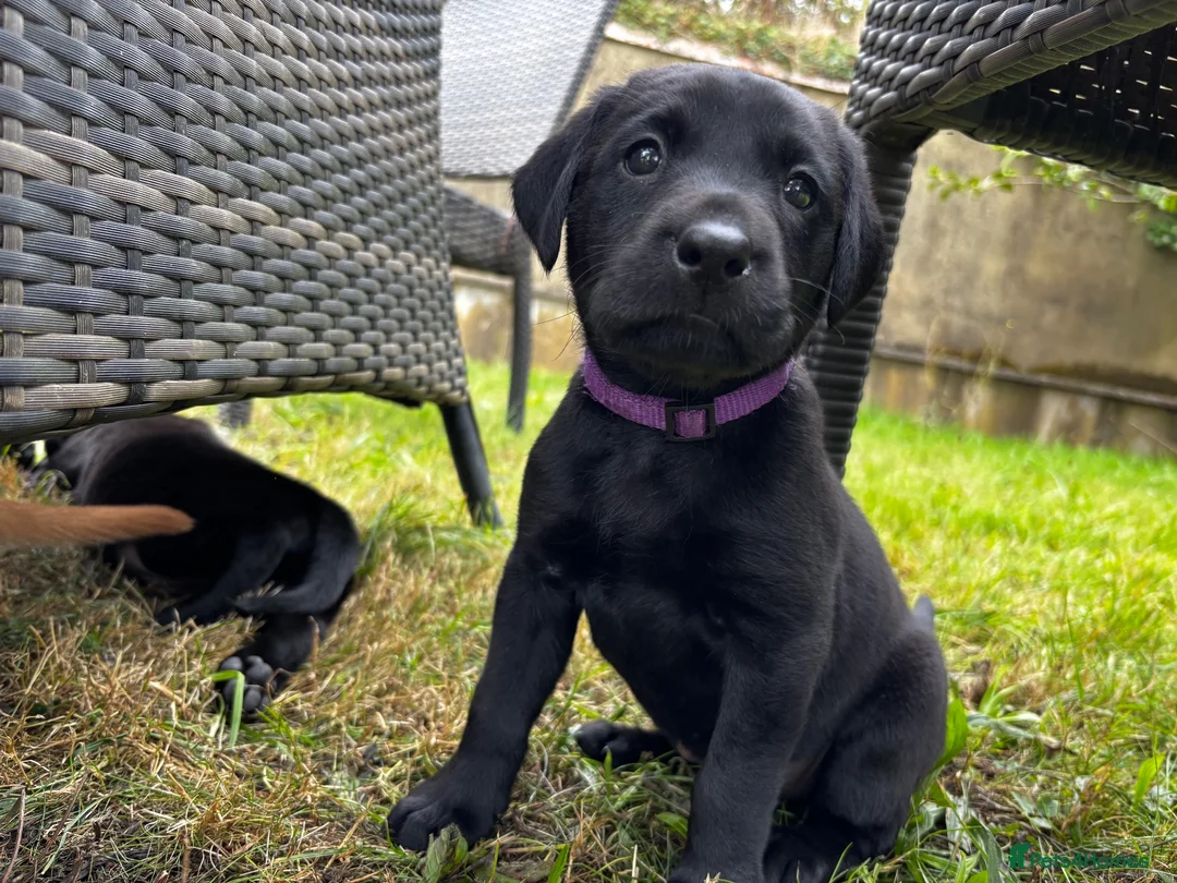 Labrador Retriever dogs for sale: Working line Labrador puppies in Totnes - Advert 12