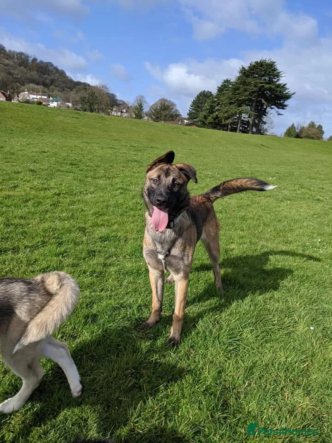 German Shepherd dogs for sale: Female German shepherd  - Advert 1