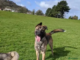 German Shepherd dogs Female German shepherd - Advert 10