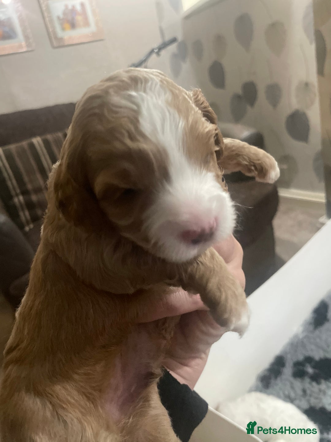 Cockapoo dogs for sale: F1b cockapoo puppies ready now - Advert 14