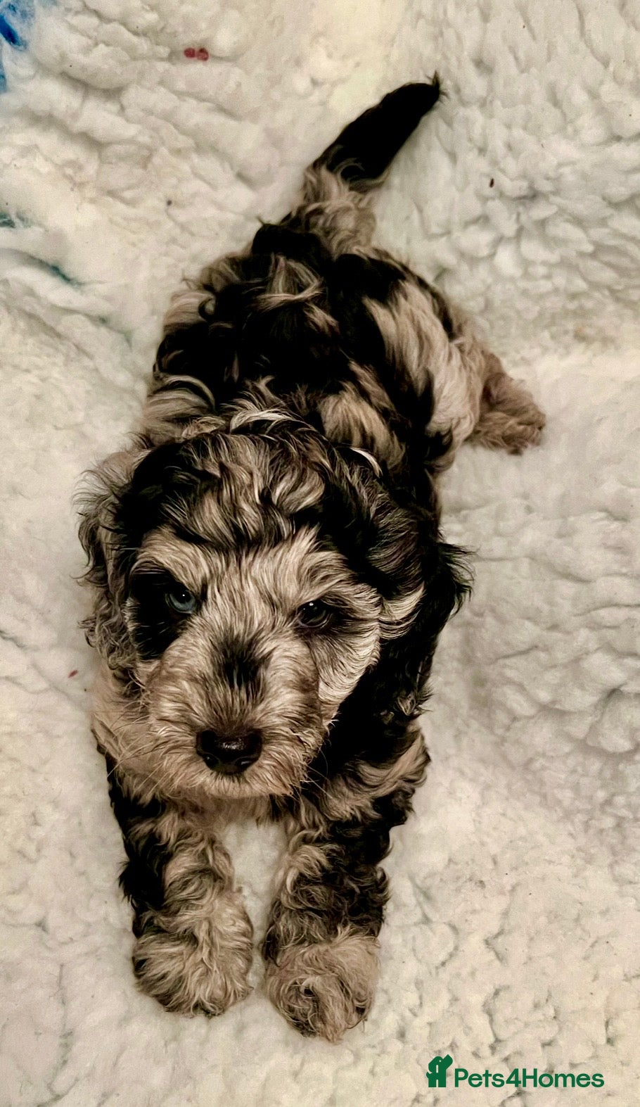 Labradoodle dogs F1B Mini Labradoodle, LAST 1 Health tested parents - Advert 3